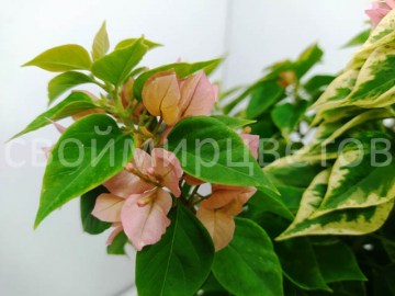 Бугенвиллия Sunset Pixie Variegated